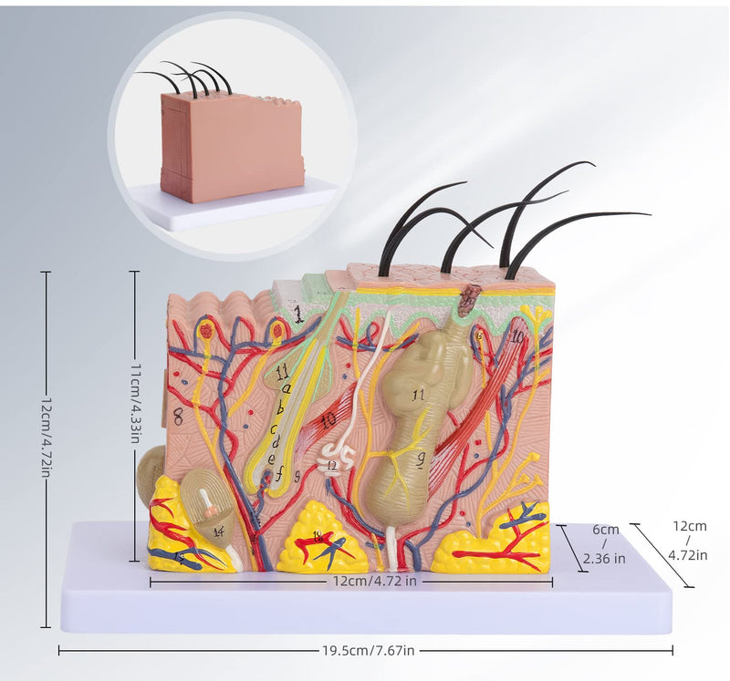 Human Skin Model 35x - 35 Times Skin Structure Anatomical Model Skin Color Model Teaching Medical Model