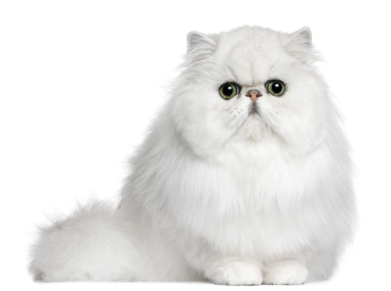 Eye Envy Tear Stain Wipes for Cats | Textured to Gently Clean, Treats The Cause of Staining | 100% Natural Formula | Recommended by Persian & Exotic Breeders, Vets, Groomers | 60 Ct - PawsPlanet Australia