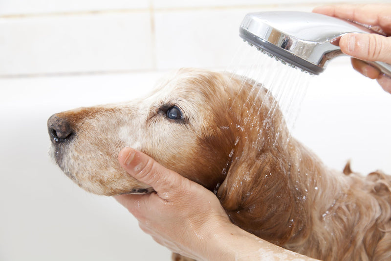 Pet Silk Hypoallergenic Shampoo, Free of Dyes and Fragrances, Specially Designed for Pet's with Sensitive Skin, Infused with Keratin, Achieve a Strong, Healthy & Smooth Coat for Your pet! (16oz) 16oz - PawsPlanet Australia