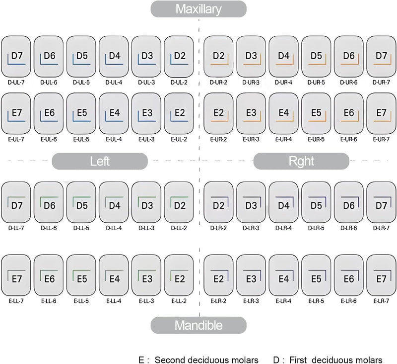 Dental Preformed Temporary Crown Molar Metal Orthodontic Material 48Pcs | Primary Molar Stainless Steel Teeth Crown Dentistry Therapy Tools For Kid and Adult