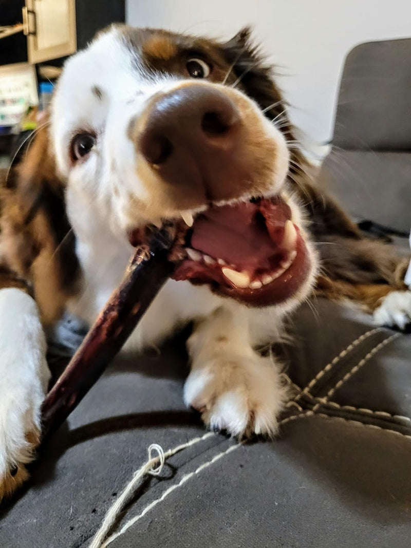 Bully Bunches 6 Inch Collagen Wrapped in Beef Bully Stick | Consistently Sized, All-Natural, Long Lasting Dog Chew | Dental Stick for Avid Chewers (6 Inch, 5 Pack) 6 Inch - 5 Pack
