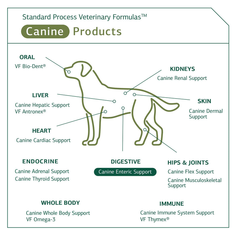 Standard Process Canine Enteric Support - Digestive System Support for Dogs - Nutritional Dog Supplement for Gut Health Support - Canine Supplement Formula to Aid Healthy Digestion - 30 g 30 Grams (Pack of 1) - PawsPlanet Australia