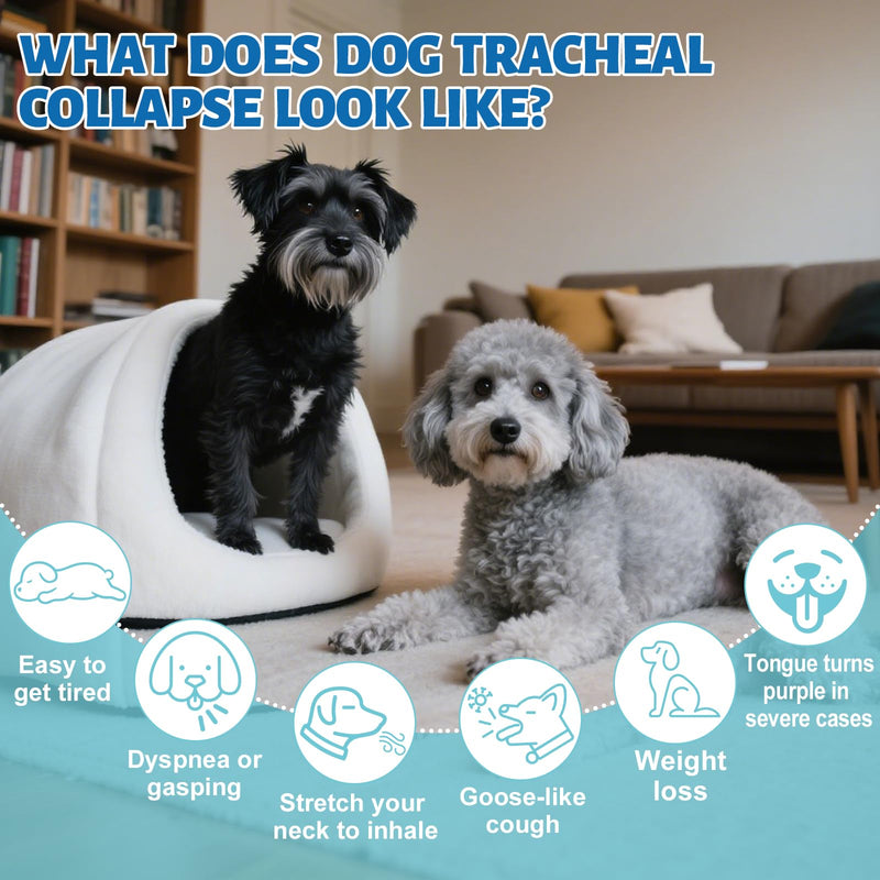 Yakucho Collapsed Trachea Treatment Liquid for Dog, 3.4 FL OZ Trachea Cough Elixir, Herbal Throat & Airway Comfort Formula for Dogs, Daily Respiratory Wellness Support, Easy to Administer