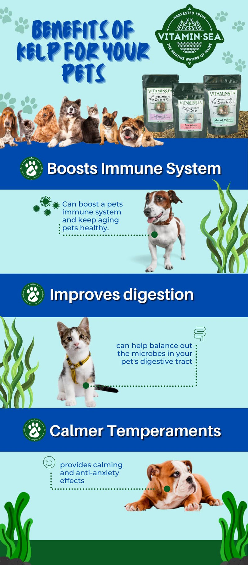 VITAMINSEA Micronutrients for Dogs & Cats | Dried Norwegian Kelp Seaweed Supplement | All Natural Food Additives | Rich in Vitamins, Minerals & Amino Acids | Rockweed Flakes for Overall Health | 6 oz Overall Wellness