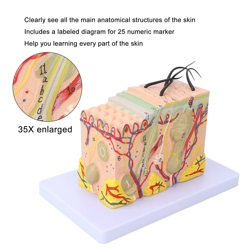 Skin Model, 35X Enlarged Skin Anatomical Model 3D Skin Layers Anatomy Model Human Skin Structure Anatomical Model for Science Classroom Study Display Teaching Model
