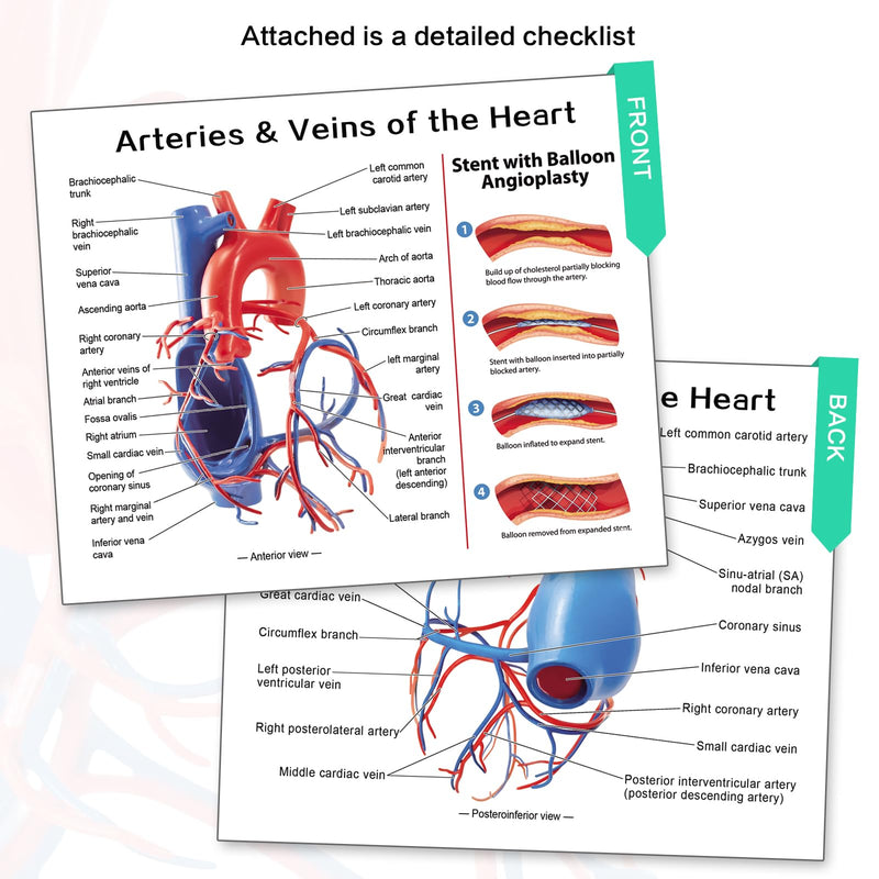 Human Heart Vascular Model, Life Size Cardiovascular Model Showing The Arteries and Veins with Base for Medical Classroom and Cardiology Study