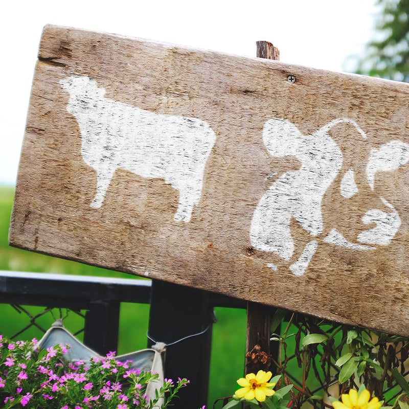 Cow Stencils Country Farm Animals Template Reusable 8.5 x 11 Inches for Painting on Walls, Wood, Glass, Scarpbooking, Graffity, Arts and Crafts, DIY LIONX