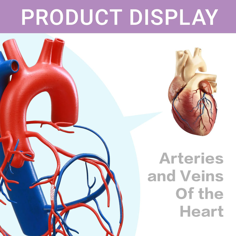 HADWYN Life Size Human Heart Model with base,Vascular Heart, Increased sized coronary anatomy depicting the cardiac veins