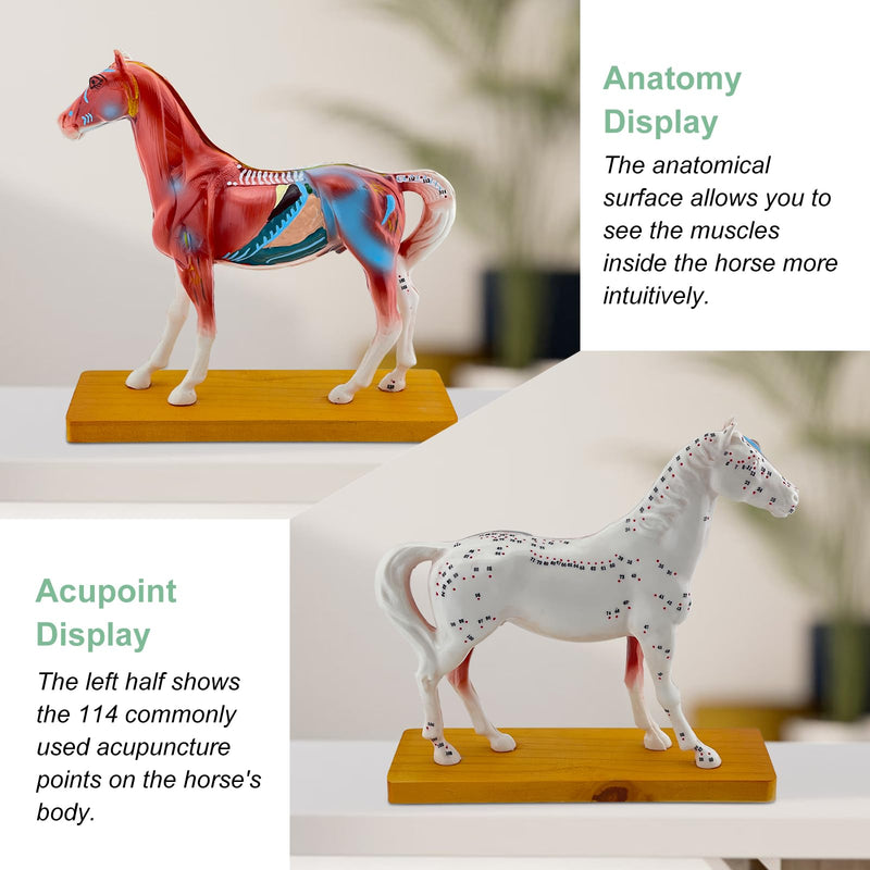 Horse Acupuncture Model, Animal Acupuncture Model Contains 116 Acupoints Half Acupoints and Half Muscles Used, for Veterinary Animal Anatomy Teaching and School Scientific Research Display