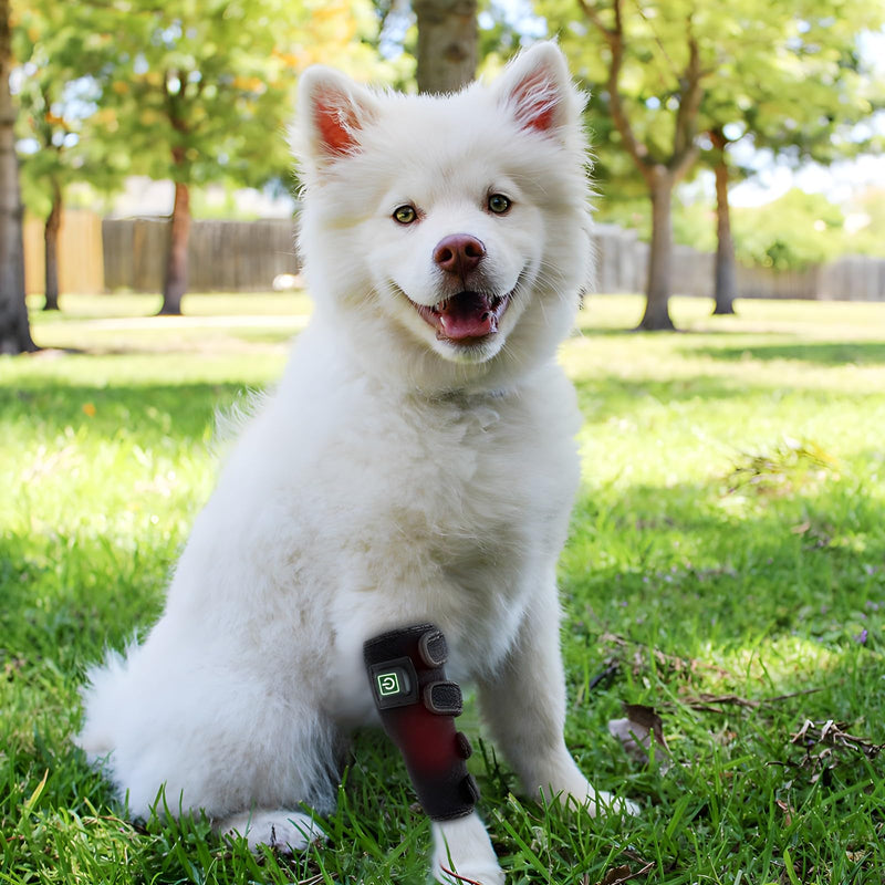 Portable Red Light Therapy for Dogs Joints, Wearable Infrared Light Therapy Devices for Pets Tissue Repair, Joint & Leg Pain, Steady Lighting Mode&Pulse Mode 15 MinTimer | Wearable Infrared Light Therapy, Tissue Repair, Joint & Leg Pain, Steady Lightin...