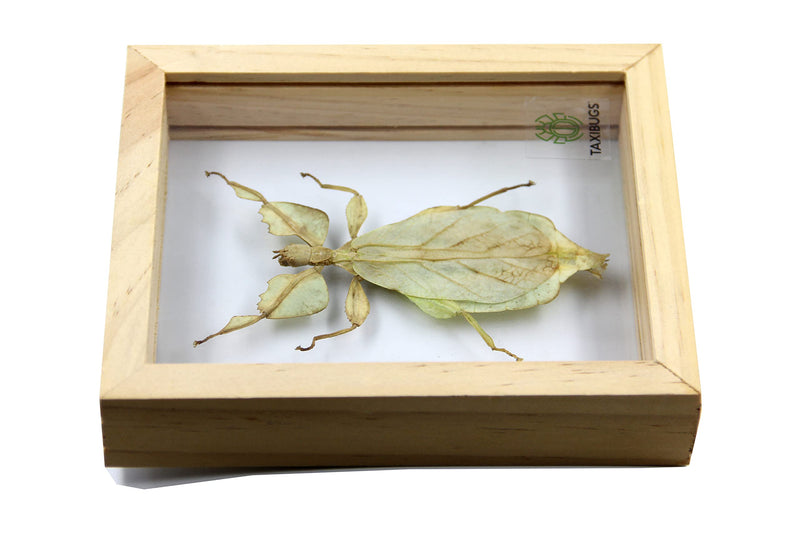 Real Exotic Leaf Insect Transparent Wings - Taxidermy Collection Framed in a 3D Clear Transparent Wooden Box as Pictured (Wood Color Frame)