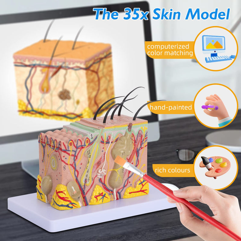Human Skin Model 35x - 35 Times Skin Structure Anatomical Model Skin Color Model Teaching Medical Model