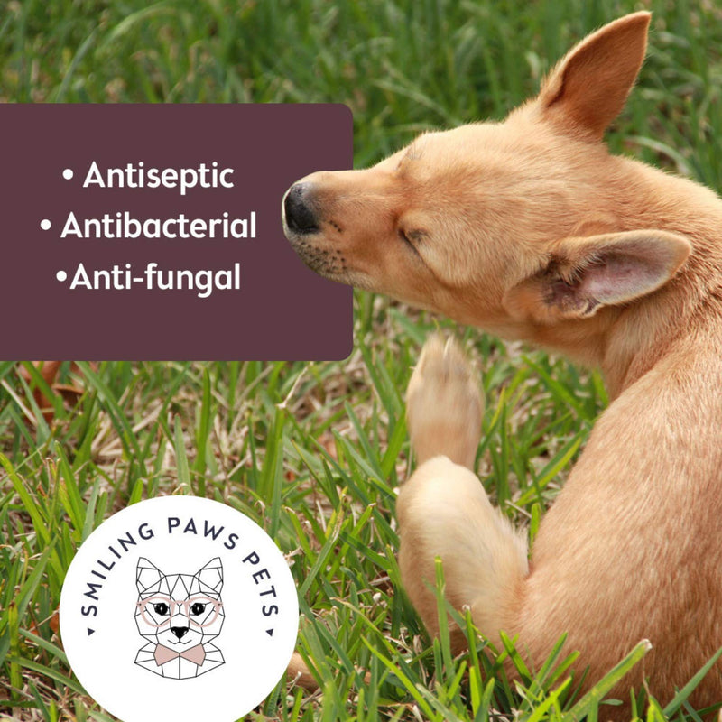Advanced+ Medicated Antibacterial & Antifungal Wipe For Dogs & Cats – Contains Ketoconazole & Chlorhexidine - Dog Skin Yeast Infection Treatment - For Ringworm, Pyoderma, Bacteria & Fungus. 50 pads 1 x 50 Wipes - PawsPlanet Australia