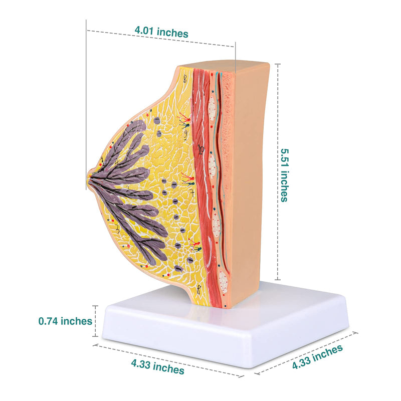 Ultrassist Non-Lactating Breast Model, Human Anatomy Model， Breast Anatomical Model with Study Card for Doctor Surgeon Gift Non-Lactating Breast Sagittal Section Model