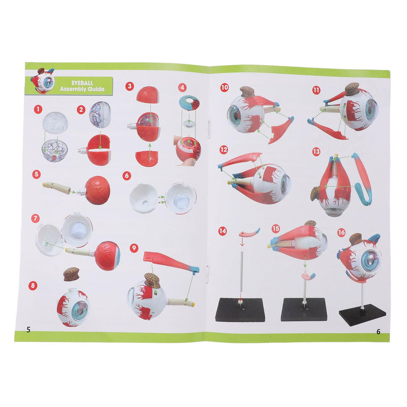 ZJchao Human Eye Anatomical Model with 16 Detachable Parts - Science Teaching Eyeball Model for Education & Display