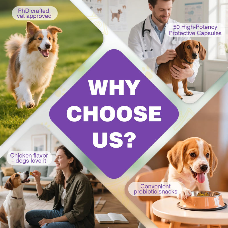 Probiotics for Dogs Dog Probiotics for Digestive Health Gut Health for Dogs Probiotic Dog Chews Probiotics for Dogs Immune Support Chicken Flavor 50ct