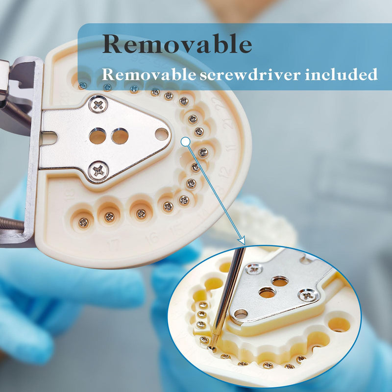 Typodont Teeth Model with Removable Teeth,Dental Tooth Model Suitable for Teaching, Practice and Study, with a Small Screwdriver. (Model and 32 Teeth) Model and 32 Teeth