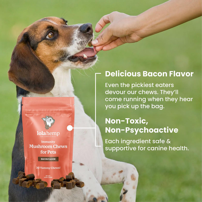 Lolahemp Mushroom Supplement for Dogs - Tasty Chews with Organic Mushroom Complex for Immune System & Cognitive Health - Turkey Tail, Reishi, Shiitake, Maitake & Lion's Mane - PawsPlanet Australia