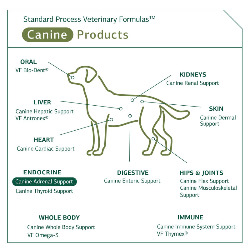 Standard Process Canine Adrenal Support - Canine Support Supplement for Adrenal Health - Nutritional Supplement for Liver & Kidney Support - Powder Dog Supplement Formula to Aid Adrenal Glands - 25 g 25 Grams (Pack of 1) - PawsPlanet Australia