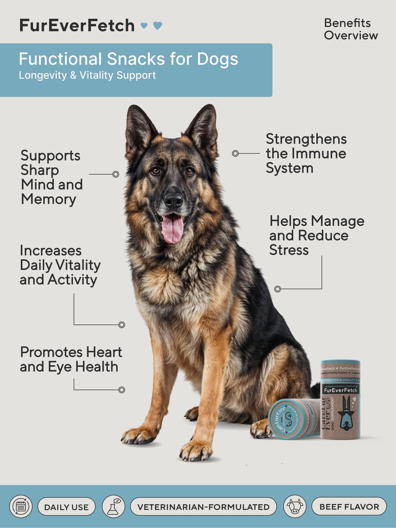 Supplement Treats for Senior Dogs ~ Cognitive Support | Premium Canine Longevity Stack | Lion's Mane, Turkey Tail & Phosphatidylserine | Biohacking Brain Health Formula | Beef Flavor