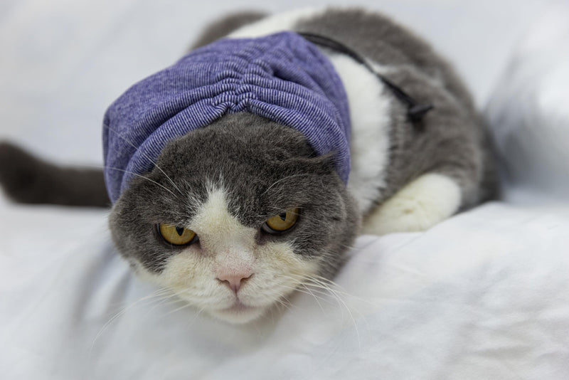 Cat Hematoma Ear Wrap,Noise Cancelling Calming Anxiety & Stress Relief - Ear Cover for cat Purple S Small
