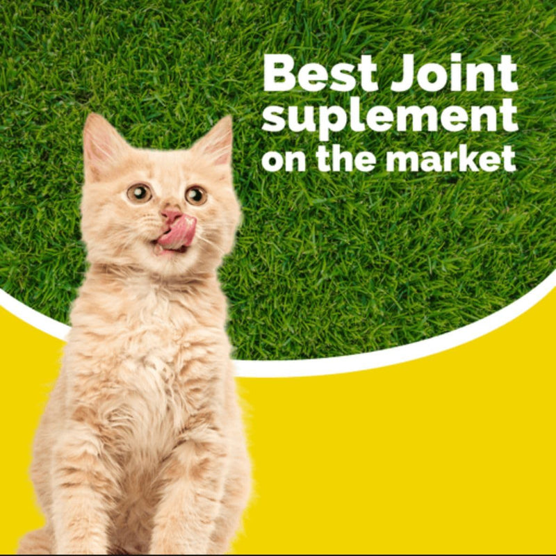Calcicat D3 Dietary Supplement by Interfarma Corp | Healthy Bones in Cats, & Joint Support Supplement for Cats | with Calcio, Vitamin D3, & Magnesium sulfate | Orange Flavor, Pediatric Drop. Single