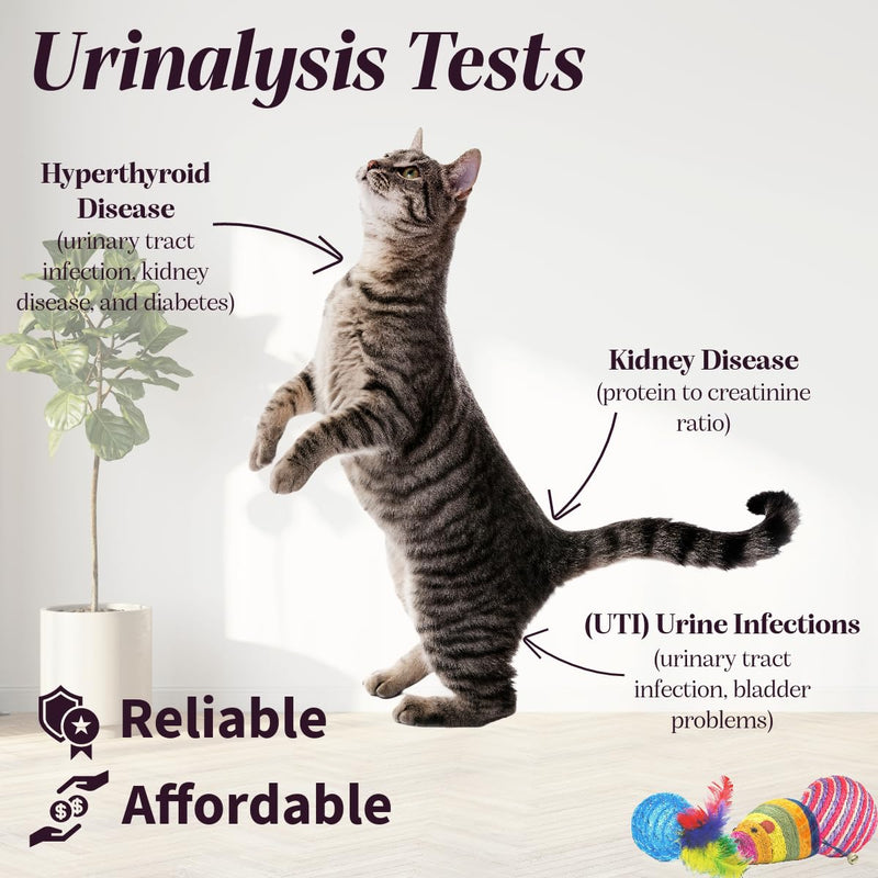 One Step Pet Urine Testing Strips, 50 x Urinalysis Parameter Tests for Dogs, Cats, Vets, Accurate Testing for Veterinarians, Detects UTI, Diabetes, Bladder, Kidney, Liver, SG, pH, Glucose - PawsPlanet Australia