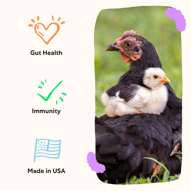 Grubbly Farms Prebiotics + Probiotics for Chickens (30 Day) 30 Day