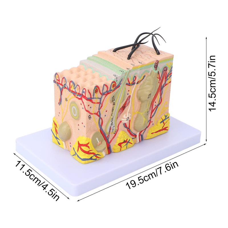 Skin Model, 35X Enlarged Skin Anatomical Model 3D Skin Layers Anatomy Model Human Skin Structure Anatomical Model for Science Classroom Study Display Teaching Model