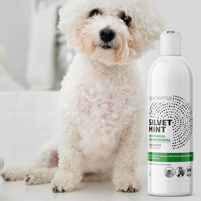 Natural Colloidal Medicated Pet Shampoo for Dogs and Cats - Tearless Hypoallergenic, Soap Free with Coconut Oil and Mint, Relief for Allergies, Odor, Itchy, Dry, Irritated Skin - 16oz, 1Pack - PawsPlanet Australia