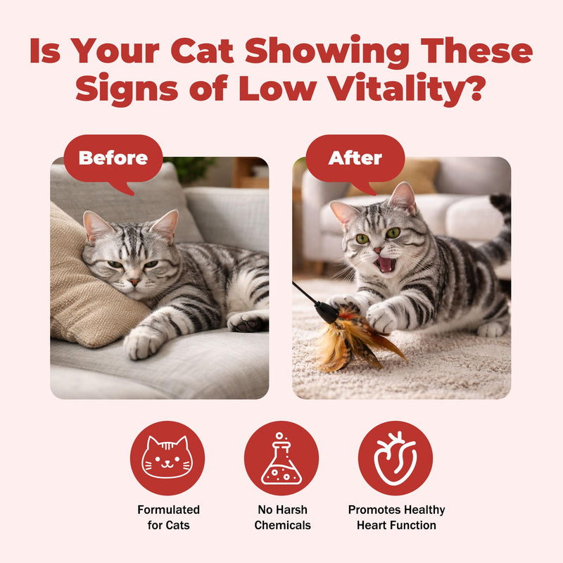 Taurine Supplement for Cats, Taurine Paste for Cats, Supports Heart & Eye Health, Boosts Energy & Vitality, Helps Maintain Healthy Cardiac Function, for Kittens & Adult Cats，30 Likable Gel Tubes