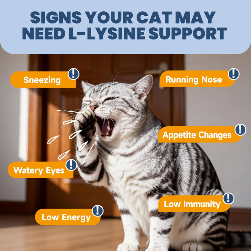 L-Lysine for Cats & Cat Lysine Chews - Support Immune Health, Normal Eye Function and Respiratory Health - 60ML Lysine for Feline Respiratory, Sneezing, Runny Nose, Eye Function - 500 Chicken Flavor