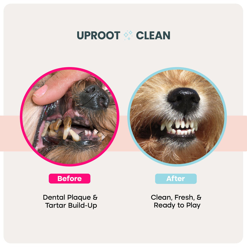 Uproot Cleaner Pro Pet Hair Remover & Dental Finger Wipes Set: The Ultimate Pet Hair Removal Tool for Non-Knit Surfaces & Cat and Dog Teeth Cleaning Wipes for Plaque, Tartar, & Breath