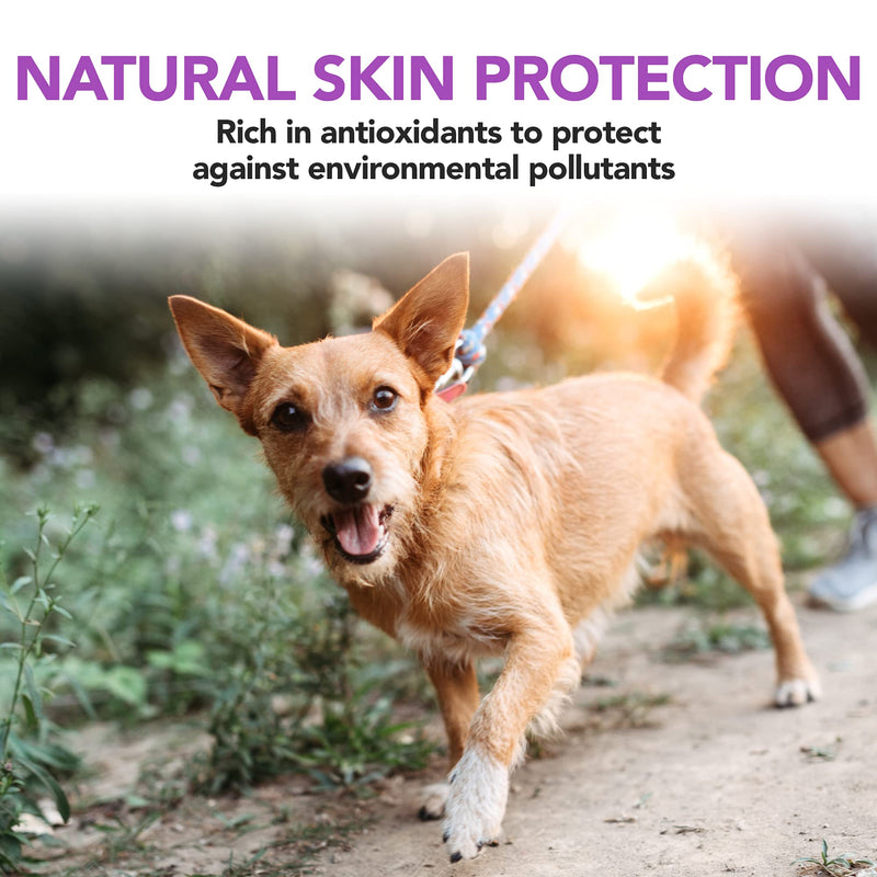 Vet’s Best Brewer’s Yeast & Garlic Chews| Healthy Skin & Coat Protection for Dogs | Formulated with Veterinary Recommended Dosage | 60 Count - PawsPlanet Australia