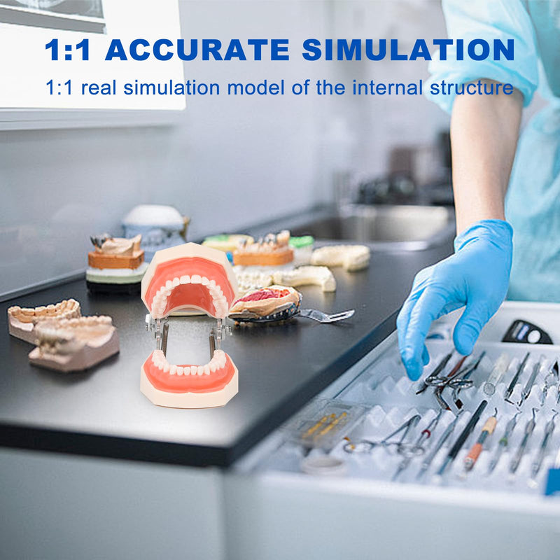 H32C-01 Removable 32Pcs Screw-in Model, Soft Gum Model Comes with a Small Screwdriver Easy to Disassemble and Replace, Suitable for Teaching Practice and Study