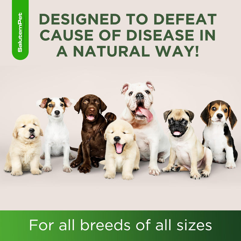 Natural Antibiotics for Dogs | Dog Antibiotics | Supports Dog Allergy Relief | Dog Itch Relief | Dog Allergy Support | Dog Multivitamin | Pet Antibiotics | Dog Antibiotics | 2 Oz Chicken