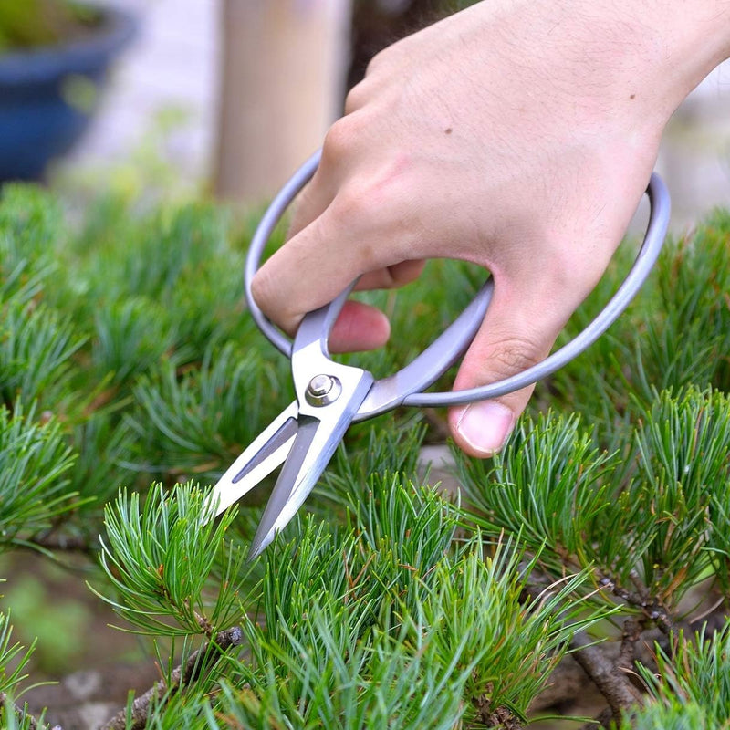 KAKURI Bonsai Scissors Made in Japan 7", Japanese Stainless Steel Blade, Okubo Shears for Bonsai and Garden Use