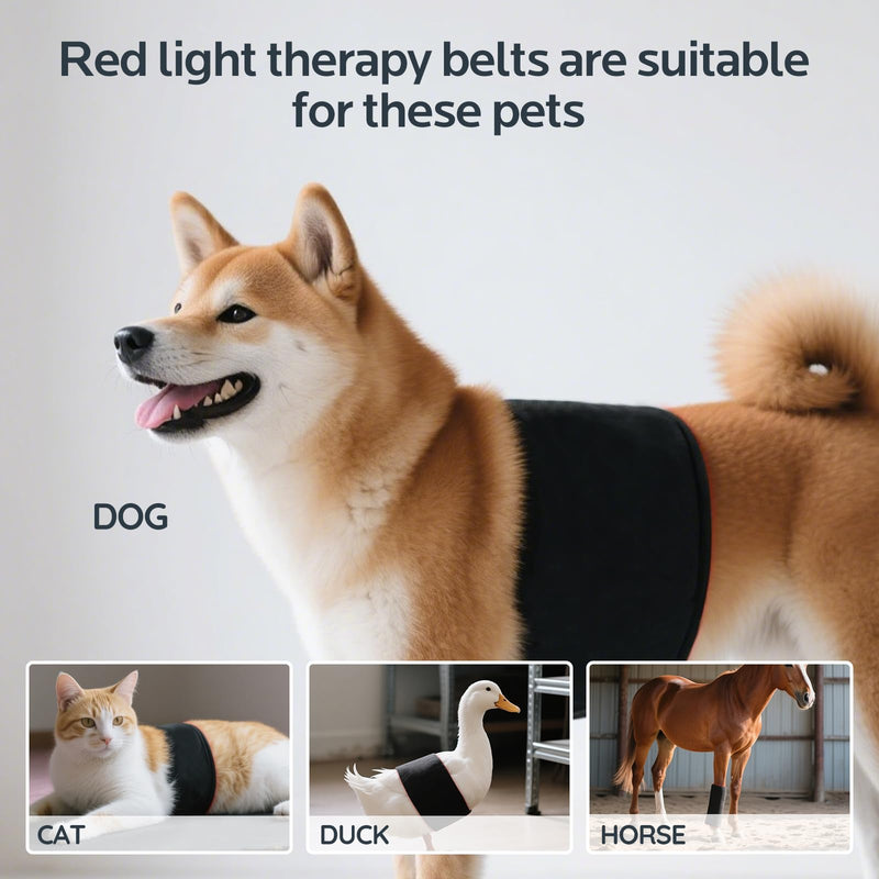 Red Light Therapy for Dogs,Wearable Infrared Light Therapy Belt for Pets Wounds Repair,Joint & Back Pain Relief,12.8 × 6.8 in 660/850 nm 80-LED Pad Black