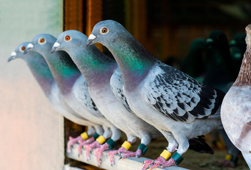 4-in-1 Health Supplement Tablets for Pigeons and All Birds, 100 Tablets