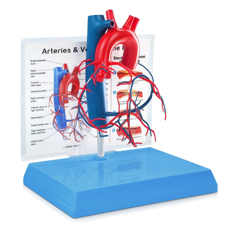 NEW HORIZON Human Heart Model Vascular Heart, Naturally Size, with base Increased sized coronary anatomy depicting the cardiac veins
