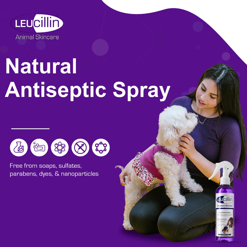 Leucillin Natural Antiseptic Spray - Antibacterial Antifungal Antiviral for Dogs Cats All Animals Itchy Skin Minor Wound Care and Skin Health | 500ml 500 ml (Pack of 1) - PawsPlanet Australia