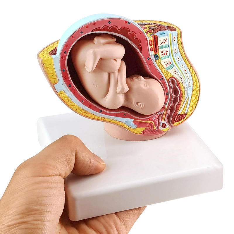 NEW HORIZON Medical Anatomical Pregnant Human Female Pelvis with Pregnancy 9 Months Baby Fetus Mode 1/2 Life Size with Removable Organs, 2-Parts, Hand Painted