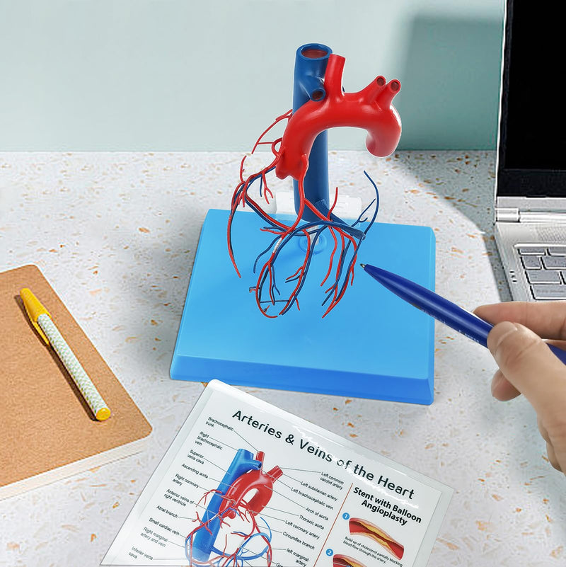 NEW HORIZON Human Heart Model Vascular Heart, Naturally Size, with base Increased sized coronary anatomy depicting the cardiac veins