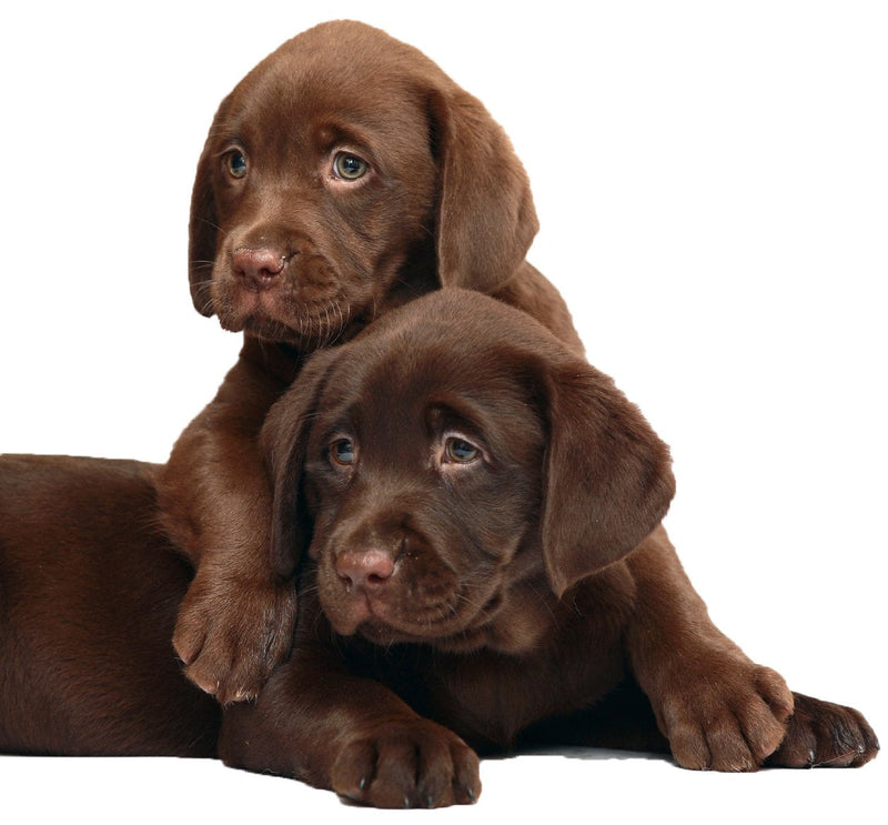 [Australia] - Evolution Pets Best Itchy Dog Shampoo. RenuPlex Plus Medicated Dog Shampoo. Safe, All Natural Dog Shampoo for Itchy Skin and Dog Dry Skin 