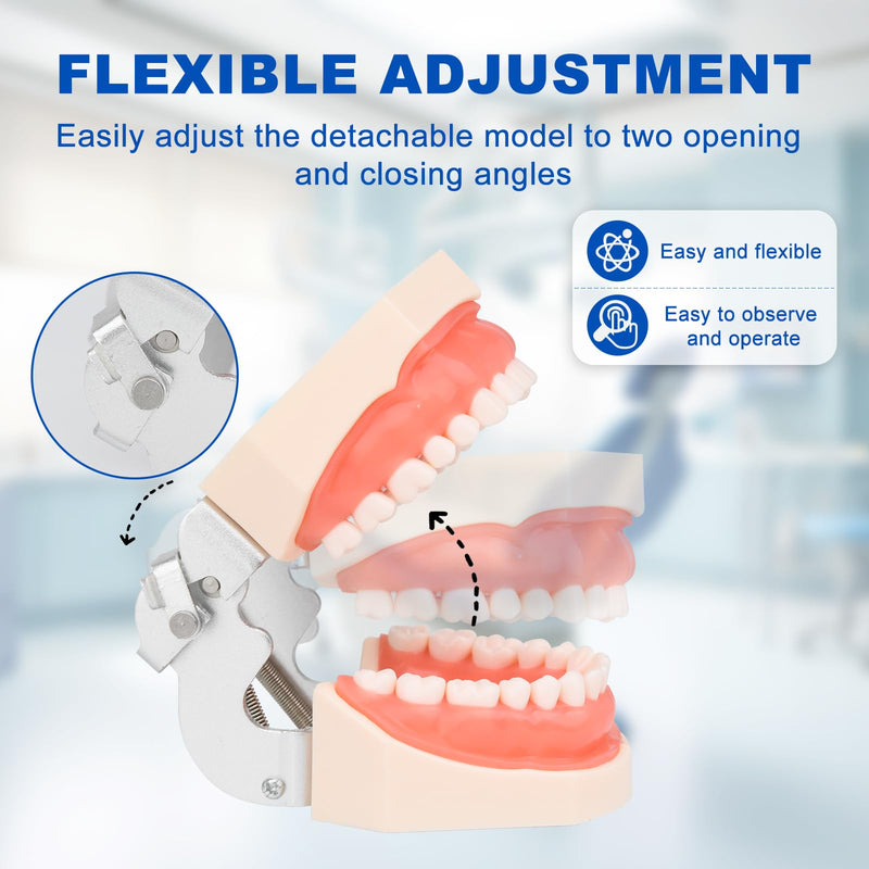 H32C-01 Removable 32Pcs Screw-in Model, Soft Gum Model Comes with a Small Screwdriver Easy to Disassemble and Replace, Suitable for Teaching Practice and Study