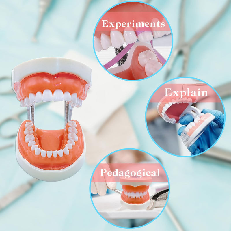 Typodont Teeth Model with Removable Teeth,Dental Tooth Model Suitable for Teaching, Practice and Study, with a Small Screwdriver. (Model and 32 Teeth) Model and 32 Teeth