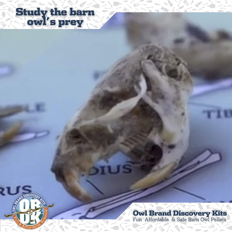 OBDK Barn Owl Pellets for Dissection - 1 Pack Jumbo Sized (2.0"-Larger) with Tools, Guide and Charts from Owl Brand Discovery Kits Jumbo (2.5 inches and Larger) 1-pack - NewNest Australia