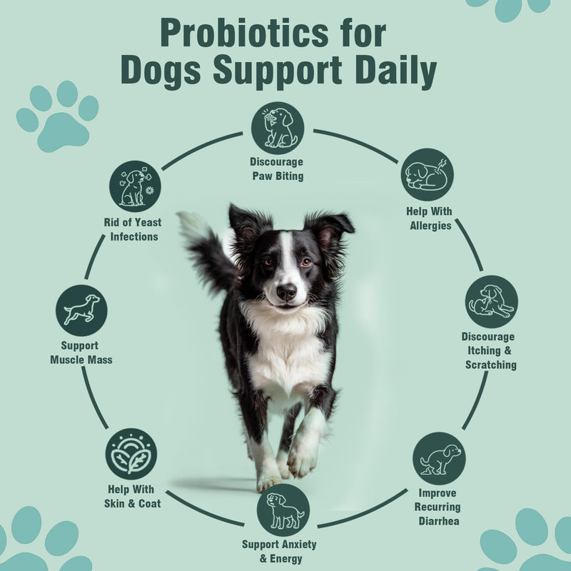 Probiotics for Dogs, 200 Soft Chews, Support Gut Health, Diarrhea Relief, Seasonal Allergies, Dog Probiotic Chews for Itchy Skin & Dog Yeast Infection, Chicken Flavor 200 Chews