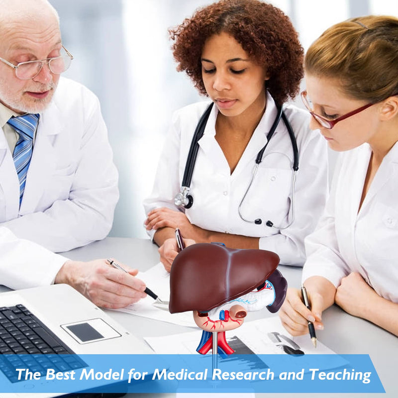 Human Liver Anatomical Model - Life Size Human Pancreas Pathology Model Liver Teaching Model Liver Dissection Model