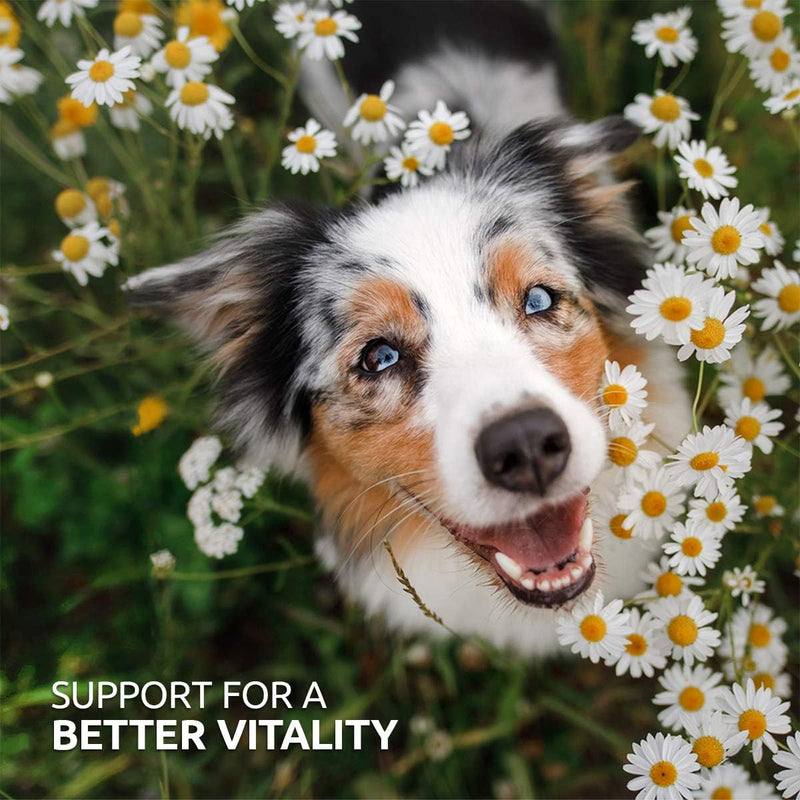AniForte BARF Complete 1kg for Dogs - 100% Natural Barf Supplement with Minerals, Vitamins & Herbs - Premium Quality, Rich in Calcium & Ideal as Daily All-Round Care for Raw Food Diets